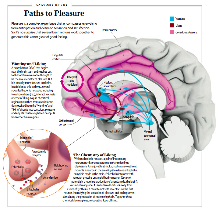 morten-l-kringelbach-hedonia-research-group-pleasure-in-the-brain